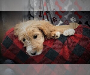 Cavapoo Puppy for Sale in LUBLIN, Wisconsin USA