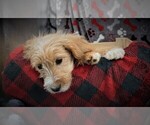 Small Photo #1 Cavapoo Puppy For Sale in LUBLIN, WI, USA