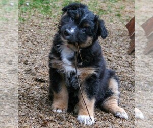 Australian Shepherd Puppy for sale in MISSOULA, MT, USA