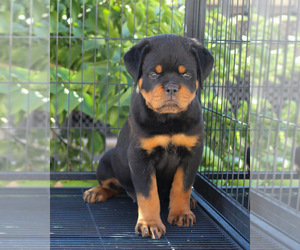 Rottweiler Puppy for sale in LA TUNA CANYON, CA, USA