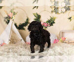 Small Photo #4 Poodle (Toy) Puppy For Sale in WARSAW, IN, USA