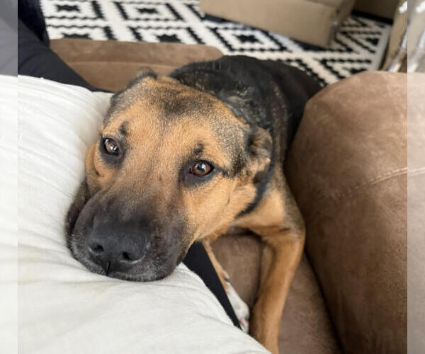 Medium Photo #7 Shepradors Puppy For Sale in McKinney, TX, USA