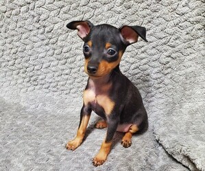 Miniature Pinscher Puppy for Sale in NOCONA, Texas USA