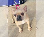 Small French Bulldog