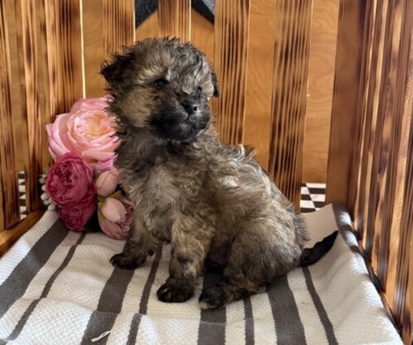 Medium Photo #2 Poodle (Miniature) Puppy For Sale in CURTISS, WI, USA