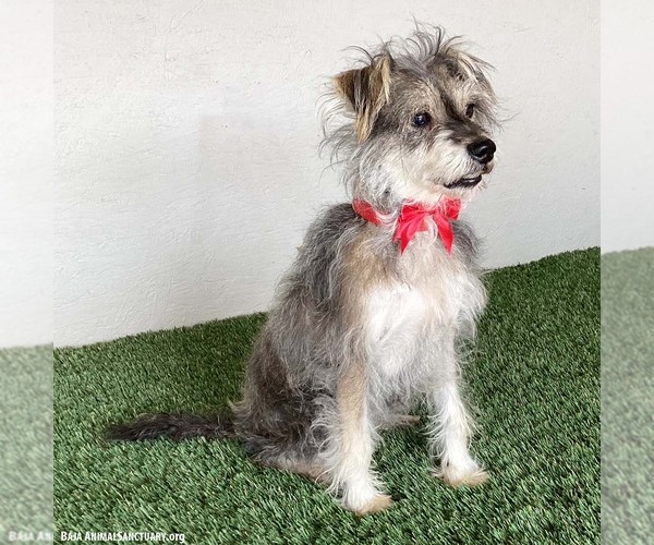 Medium Photo #4 Silky Terrier-Unknown Mix Puppy For Sale in San Diego, CA, USA