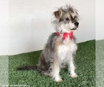 Small #3 Silky Terrier Mix