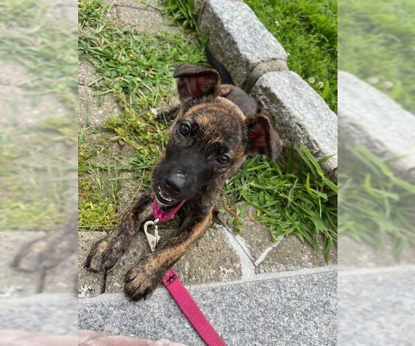 Medium Photo #9 Mutt Puppy For Sale in Brewster, NY, USA