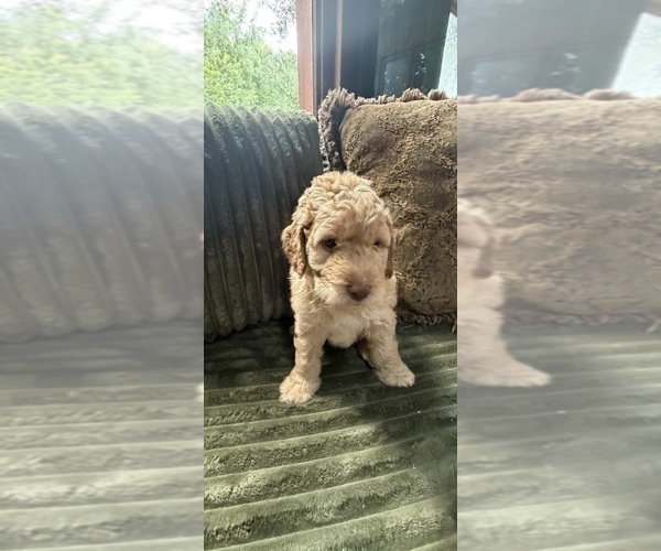 Medium Photo #76 Aussiedoodle Puppy For Sale in ASHEVILLE, NC, USA