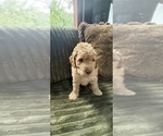 Small Photo #76 Aussiedoodle Puppy For Sale in ASHEVILLE, NC, USA
