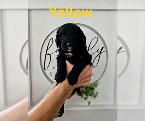 Medium Photo #1 Goldendoodle Puppy For Sale in SAINT GEORGE, UT, USA