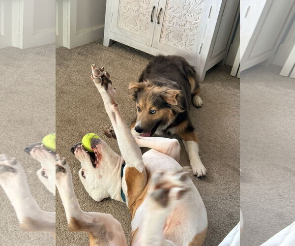 Medium Photo #9 Collie-Unknown Mix Puppy For Sale in Sandy, UT, USA