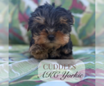 Small #1 Yorkshire Terrier