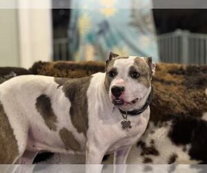 Holly - Female American Staffordshire Terrier-Unknown Mix Dog for Adoption - Photo #11