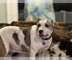 Small #10 American Staffordshire Terrier Mix