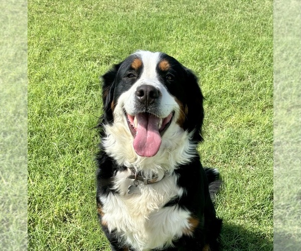Medium Photo #1 Great Bernese Puppy For Sale in BUCKEYE, AZ, USA