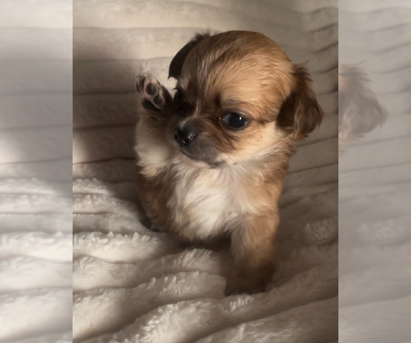 Medium Photo #13 Chihuahua Puppy For Sale in ADAMSVILLE, TN, USA