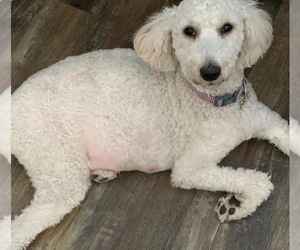 Mother of the Goldendoodle mix (+ Poodle Miniature) puppies born on 06/22/2026
