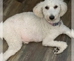 Small Photo #1 Goldendoodle mix (+ Poodle Miniature) Puppy For Sale in ANKENY, IA, USA