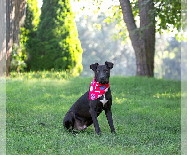 Medium Photo #4 Labrador Retriever-Unknown Mix Puppy For Sale in Unionville, PA, USA