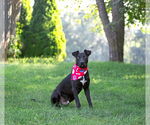 Small #3 Labrador Retriever Mix