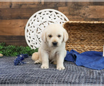 Small #3 Labrador Retriever