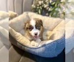 Puppy Cowboy Australian Shepherd