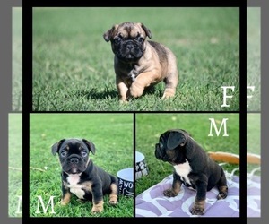 French Bulldog Puppy for sale in CLAREMORE, OK, USA