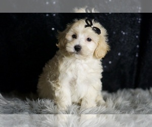 Medium Maltipoo (Miniature)