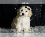 Puppy Ares Maltipoo (Miniature)