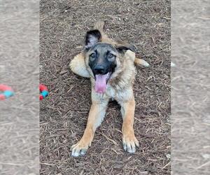 German Shepherd Dog-Unknown Mix Dogs for adoption in Plano, TX, USA