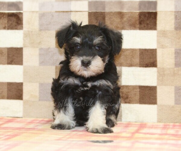 Medium Photo #3 Schnauzer (Miniature) Puppy For Sale in DENVER, PA, USA