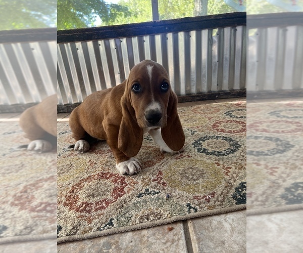 Medium Photo #1 Basset Hound Puppy For Sale in PLATO, MO, USA