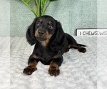 Small #5 Dachshund