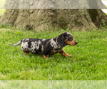 Small #3 Dachshund