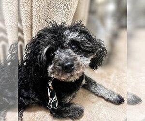 Raquel - Female Poodle (Miniature)-Unknown Mix Dog for Adoption - Photo #2