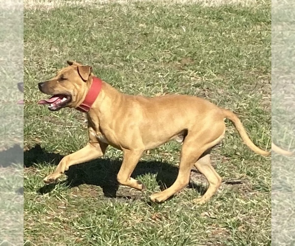 Medium Photo #16 American Pit Bull Terrier Puppy For Sale in CHARLOTTE, NC, USA