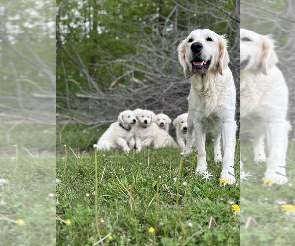 Medium Photo #9 English Cream Golden Retriever Puppy For Sale in WHITE HOUSE, TN, USA