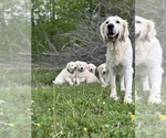 Small #8 English Cream Golden Retriever