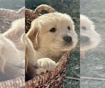 Puppy 2 Golden Retriever-Treeing Walker Coonhound Mix
