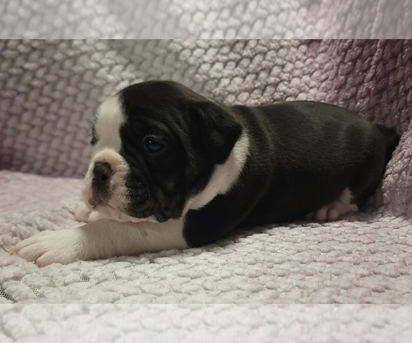 Medium Photo #5 Olde English Bulldogge Puppy For Sale in ATHOL, ID, USA