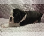 Small #4 Olde English Bulldogge