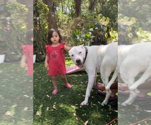 Dogo Argentino Dogs for adoption in LAKE SUZY, FL, USA
