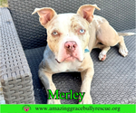 Small American Bulldog Mix