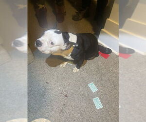 Mutt Dogs for adoption in Louisville, KY, USA