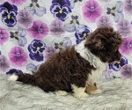 Small Photo #7 Aussiedoodle Miniature  Puppy For Sale in BLAKESBURG, IA, USA