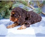 Small #2 Cocker Spaniel