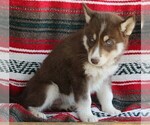 Small Photo #2 Siberian Husky Puppy For Sale in FREDERICKSBURG, OH, USA