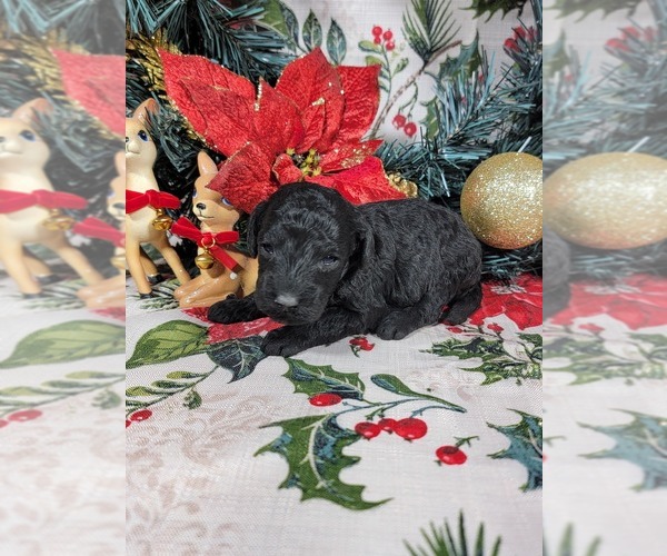 Medium Photo #11 Poodle (Toy) Puppy For Sale in BLACK FOREST, CO, USA