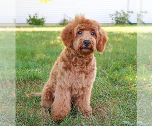 Goldendoodle (Miniature) Puppy for sale in SYRACUSE, IN, USA